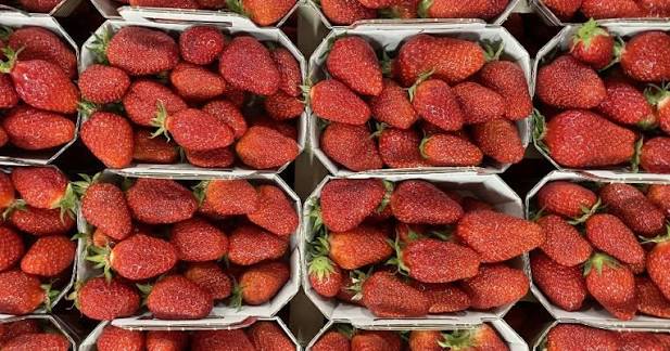 Fraise fraiche
